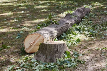 ගසක් කැපුවාට ගමෙන්ම නෙරපා දමයි...