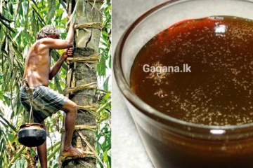 වාර්තා පිට වාර්තා තබමින් ඉහළ ගිය කිතුල් පැණි මිල..