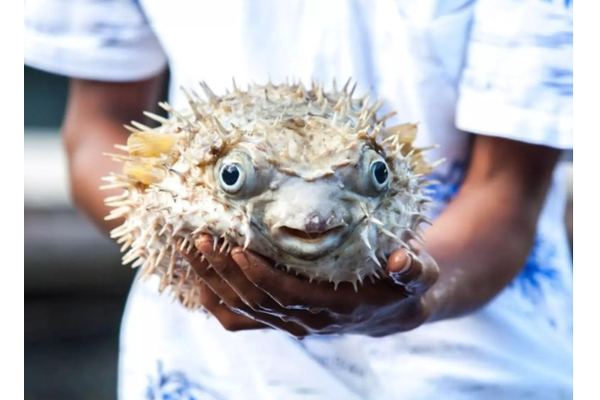 கவனம்: இந்த வகை மீன் சாப்பிட்டதால் மனைவி பலி - கோமாவில் கணவர் | Woman Dies Husband Coma After Eating Fish Malaysia