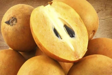 தினமும் 2 சப்போட்டா சப்பிட்டால் இந்த நோய் நிரந்தரமாக போய்விடும்! பலருக்கும் தெரியாத மருத்துவ தகவல்