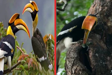 Hornbill: ஹார்ன்பில் ஜோடி பறவைகள் பற்றி உங்களுக்கு தெரியுமா? பலரும் அறியாத தகவல்