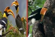 Hornbill: ஹார்ன்பில் ஜோடி பறவைகள் பற்றி உங்களுக்கு தெரியுமா? பலரும் அறியாத தகவல்