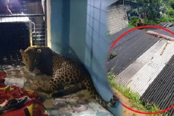 நள்ளிரவில் வீடொன்றுக்குள் திடீரென புகுந்த  அழையா விருந்தாளியால்  பரபரப்பு!