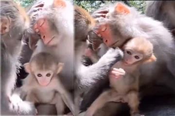 தூங்கிய தாயை பாதுகாக்க போராடும் குட்டி குரங்கு: 1000 தடவை அவதானித்தாலும் சலிக்காத காட்சி