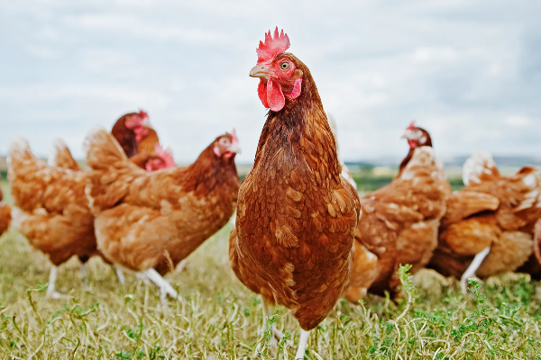 6 மணி நேரத்தில் அடுத்தடுத்து 24 முட்டைகள் போட்ட கோழி | The Hen Lays 24 Eggs In A Row In 6 Hours