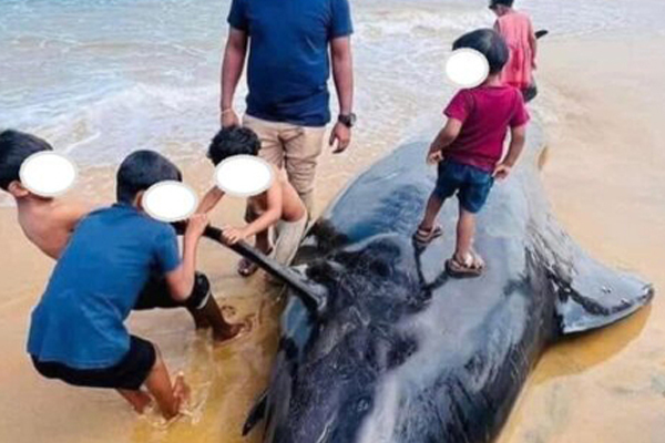 சமூக ஊடகங்களில் வெளியான புகைப்படங்களால் சர்ச்சை! | Pictures Of Boys Climbing On Whales Are Causing