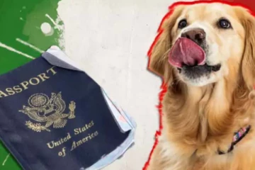 பாஸ்போர்ட்டை மென்று சாப்பிட்ட நாய்... திருமணம் செய்ய முடியாமல் தவிக்கும் மணமகன்