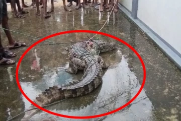 யாழில் வீட்டுக்கு வந்த முதலையால் அச்சத்தில் மக்கள்!