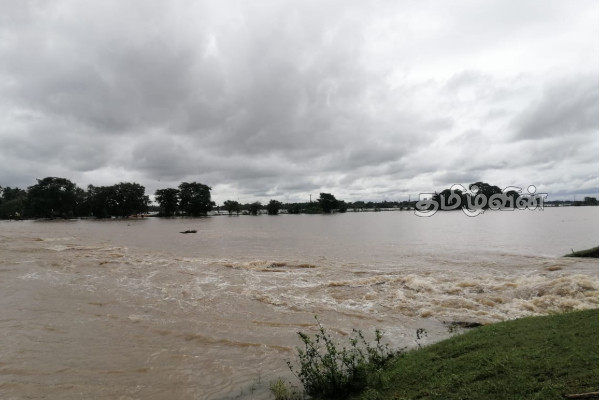 திருகோணமலையில் சீரற்ற காலநிலையால் பெரிதும் பாதிக்கப்பட்ட விவசாய நிலங்கள்! | Agricultural Lands Heavily Affected By Weather