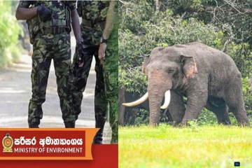 காணாமற் போன 'அக்போ' : கண்டுபிடிக்க விசேட இராணுவக்குழு களமிறக்கம்