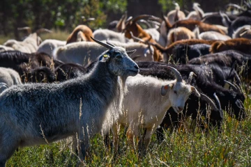 100 கிலோ கஞ்சா செடியை மேய்ந்த ஆடுகள்.. தலைக்கேறிய போதையில் என்ன செய்தது தெரியுமா? - ஷாக்!