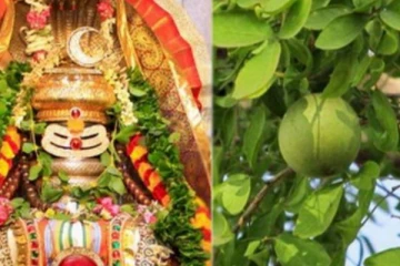 சிவபெருமானுக்கு உரிய வில்வ இலையில் ஒளிந்திருக்கும் 10 ரகசியங்கள்