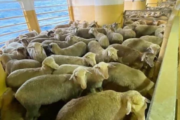 புறப்பட்டு 4 வாரங்கள்... இஸ்ரேலுக்கான 16,000 ஆடு, மாடுகளுடன் துறைமுகம் ஒன்றில் சிக்கியுள்ள சரக்கு கப்பல்