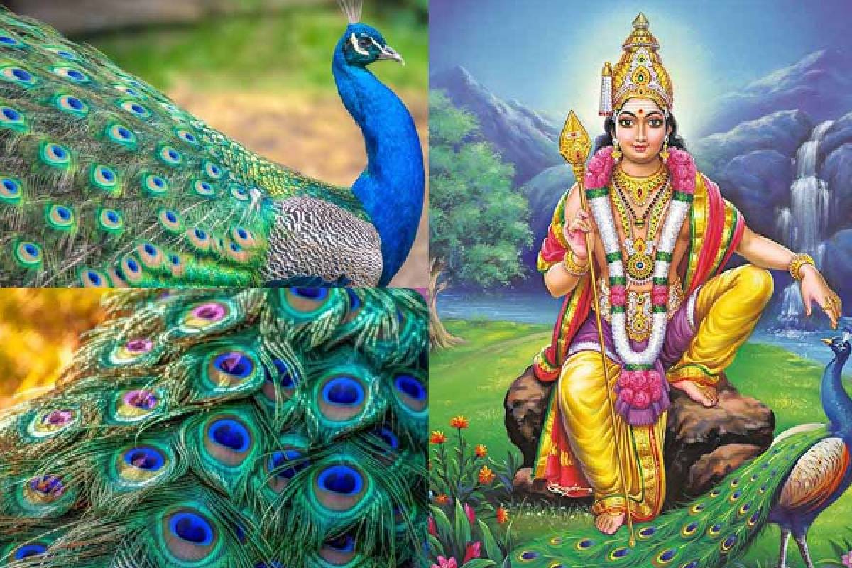 மயில் இறகு தரும் அதிர்ஷ்டம்! வீட்டில் எந்த இடத்தில் வைப்பது சிறப்பு தெரியுமா? | Best Places To Keep Peacock Feathers At Home மயில் இறகு தரும் அதிர்ஷ்டம்! வீட்டில் எந்த இடத்தில் வைப்பது சிறப்பு தெரியுமா? | Best Places To Keep Peacock Feathers At Home