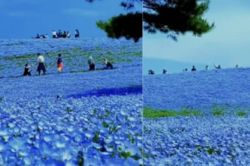 ஜப்பானின் நீலப் பூக்களின் பள்ளத்தாக்கு…இணையவாசிகளை திகைக்க வைக்கும் வீடியோ காட்சி