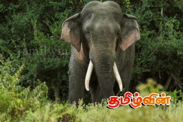 அனுராதபுரத்தில் காட்டு யானை தாக்கி குடும்பஸ்தர் மரணம்!