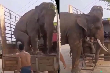 மனிதர்களை மிஞ்சிய யானையின் செயல்... நிச்சயம் மீண்டும் மீண்டும் பார்ப்பீங்க