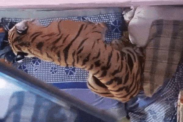 கிராமத்திற்குள் நுழைந்த புலி... கட்டிலில் ஒய்யாரமாக அமர்ந்த பதரவைக்கும் காட்சி! | Tiger Entered Attacked A Person And Sat On A Bed