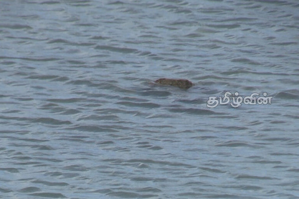 தொண்டமானாறு ஆற்றில் அவதானமாக நீராடுமாறு அறிவுறுத்தல்(Video) | Advice To Swim Carefully In Thondamanar River