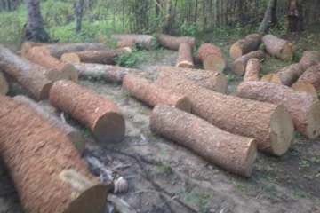 முல்லைத்தீவில் பதுக்கி வைக்கப்பட்டிருந்த மருத மரக் குற்றிகள் மீட்பு!