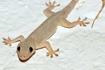 හූනෙක් ඇගට වැටුනොත් මොනා වෙයිද..?