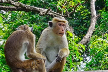 டொலர்களை ஈட்டுவதில் இலங்கை குரங்குகளினால் ஏற்பட்டுள்ள சிக்கல்!