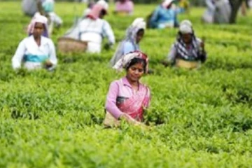 உரத் தட்டுப்பாடு : சிதைவடையும் மக்களின் வாழ்வாதாரம்!