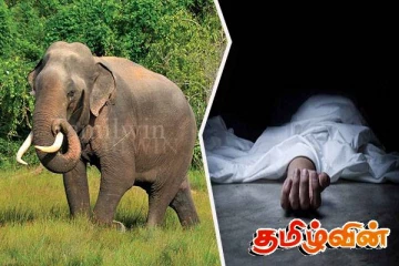 மட்டக்களப்பில் காட்டுயானை தாக்கி விவசாயி உயிரிழப்பு