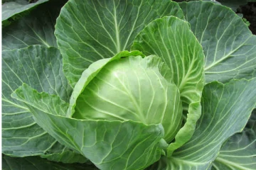 முட்டைகோஸ் வேகவைத்த நீரை குடிப்பதால் கிடைக்கும் நன்மைகள்