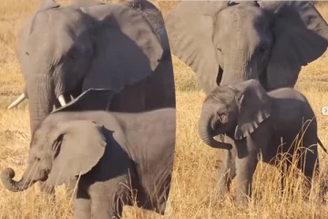 தாயுடன் குட்டி யானை செய்யும் அட்டகாசம்... கவலையை மறக்க வைக்கும் காட்சி