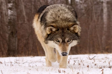 கனடாவில் கொல்லப்பட்டு வரும் ஓநாய்கள்! ஏன் தெரியுமா?