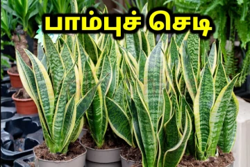 வீட்டில் பாம்பு செடி வளர்த்தால் இந்த நன்மைகள் கிடைக்குமா? தெரிந்துகொள்க