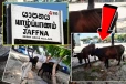 யாழில் சட்டவிரோதமாக இறைச்சியாக்க தாயார் நிலையில் இருந்த மாடுகள் மீட்பு!