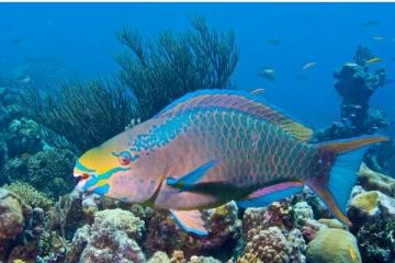 ගිරා මත්ස්‍යයින්ට අභය දානය දිය යුත්තේ ඇයි?