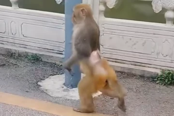 மனிதனைப் போல நடைபயிற்சி மேற்கொண்ட குரங்கு - வைரலாகும் வீடியோ