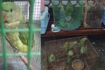 சட்டவிரோத வணிகத்தில் கிளிகளை பிடித்து விற்பனை ; நீதவான் உத்தரவால் பாதுகாப்பு நடவடிக்கை