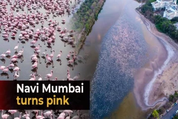 சிலிர்க்க வைத்த ஃபிளமிங்கோ பறவைகள் கூட்டம்? தீயாய் பரவும் வீடியோ!