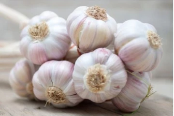 பக்கவிளைவுகளை ஏற்படுத்தும் பூண்டு! உறுப்புகள் பாதிக்கும் அபாயம்: எச்சரிக்கை