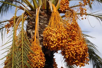 தினமும் ஒரு ஈச்சம்பழம்... இத்தனை நோய்கள் குணமாகுமா ?