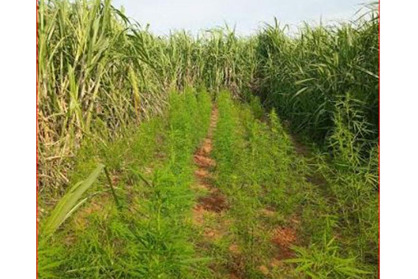கரும்பு தோட்டத்திற்குள் இரகசியமாக கஞ்சா வளர்ப்பு : சிக்கிய இருவர் | Destroys 9100 Cannabis Plants