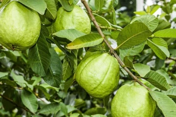 வீட்டின் எந்த திசையில் கொய்யா மரத்தை நடுவது நல்லது?