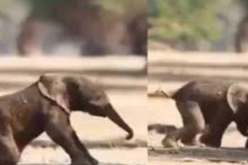 பிறந்த சில நொடியில் விழுந்து விழுந்து எழுந்து நடக்கும் குட்டி யானை! கோடி ரூபாய் கொடுத்தாலும் காணக்கிடைக்காத மிக அரிய காட்சி