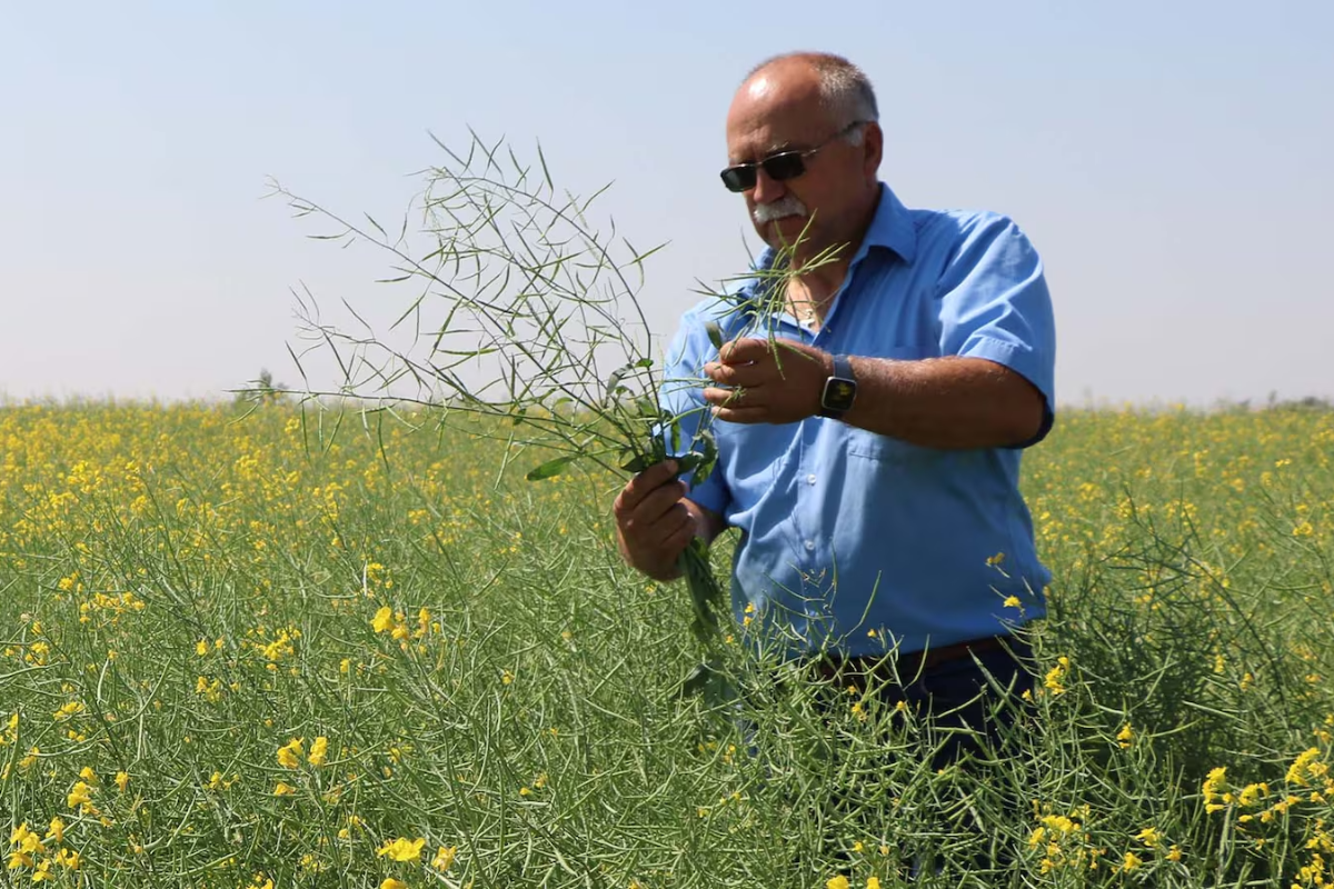 கனடாவில் பயிர்களைத் தாக்கும் பூஞ்சை நோய்கள் | Canadian Farmers Fight Heavy Disease Threat