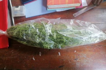 வவுணதீவில் கஞ்சா செடியுடன் ஒருவர் கைது(Photos)