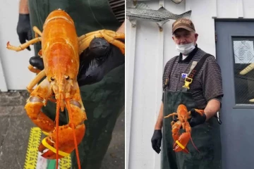 ஹோட்டலுக்கு வந்த பார்சலில் இருந்த அரிய வகை லாப்ஸ்டர் - திகைத்துப்போன ஊழியர்கள்;