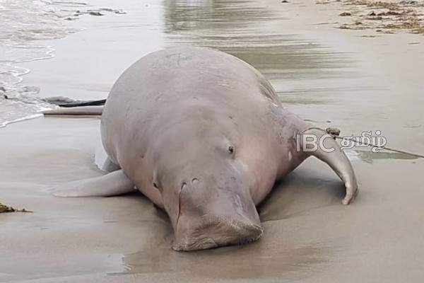 மன்னாரில் கரை ஒதிங்கிய அரிய வகை கடல் வாழ் உயிரினம்! | Rare Sea Cow Found Dead On Sethukarai Coast