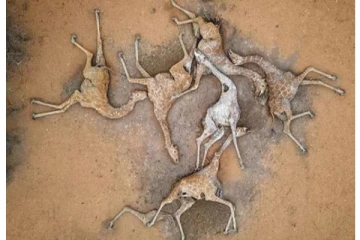 வறட்சியால் கொத்து கொத்தாக மடியும் ஒட்டகச் சிவிங்கிகள் - அதிர்ச்சி புகைப்படம்