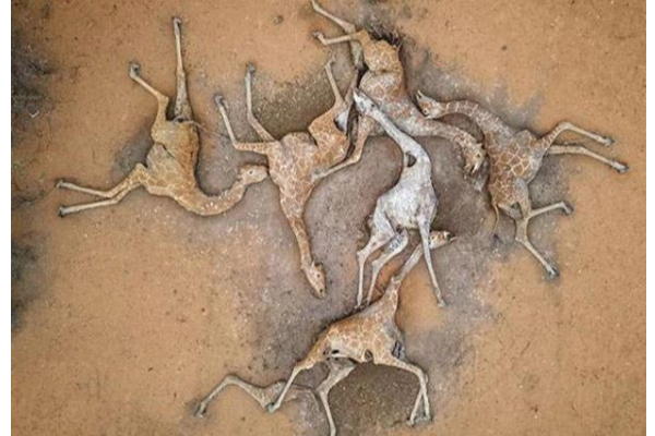 வறட்சியால் கொத்து கொத்தாக மடியும் ஒட்டகச் சிவிங்கிகள் - அதிர்ச்சி புகைப்படம் - தமிழ்நாடு