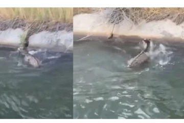 கால்வாயில் அடித்துச் செல்லப்பட்ட மானை சட்டென காப்பாற்றிய மனிதர்! வைரல் வீடியோ