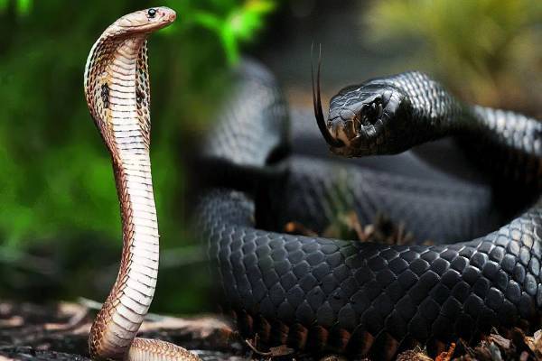 பாம்புகளால் உண்மையிலேயே படம் பிடிக்க முடியுமா? பழி தீர்க்குமா! | Can Snakes Really Capture The Image Of Killer